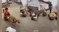 Filman divertida escena de los ‘animales taxi’,  un singular juego para niños y mascotas