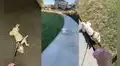 Perrito de raza shiba inu prefiere pasear arrastrado antes que caminar
