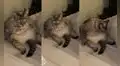 Cautivadora gatita se relaja sentada en una posición muy divertida