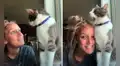 Joven intenta grabar un video junto a su gato, pero este la deja en ridículo
