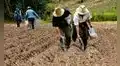 Gobierno lanzará programa de bonos a agricultores para la compra de fertilizantes