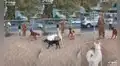 Hombre disfrazado de perro sorprende al visitar a mascotas de una guardería canina