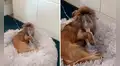 Perrito ‘apoya’ a su dueño sosteniendo su propia máscara respiradora con su patita