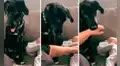 Perrito se encarga de ‘cuidar’ al bebé de sus dueños y no deja que nadie lo toque 