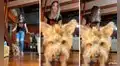 Perrito realiza el reto Muévete luz verde de El juego del calamar  junto a su dueña
