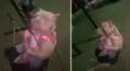 Perrito va al parque y se entretiene con uno de los columpios para niños 