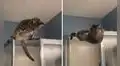Gatito intenta hacer travesuras, pero todo se sale de control y queda atrapado en una puerta