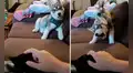 Perrito se pone ‘celoso’ al ver que su dueña le hace caricias al gato adoptado