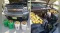 Joven descubre más de 158 kilos de nueces que una ardilla guardó en su auto 