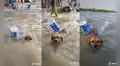 Perrito se divierte nadando con su salvavidas hecho de botellas de plástico