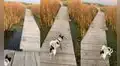 Perrito confunde lemna con hierba del campo y se lanza a una laguna