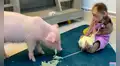 Monita y cerdo se convierten en ‘mejores amigos’ y video conmueve a miles