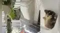 Encantadora ardilla planeadora utilizó un espacio poco convencional para esconderse