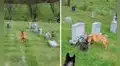 Perrito corre en el cementerio para visitar la lápida de la difunta madre de su dueño 