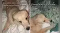 Perrito salta de emoción cuando su dueña le da permiso para dormir con ella en su cama