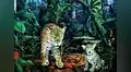 Lanzan libro que recorre con el arte la biodiversidad amazónica