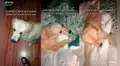 Tierno perro muestra una adorable reacción al saber que podrá dormir junto a su dueña