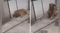 Perro tiene singular conducta al escuchar que su dueño habla de su juguete favorito