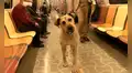 Perrito callejero aprende a tomar el tren y se baja en los paraderos correctos