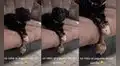 Joven reprende a su perrita por ‘robarse’ el juguete de otro can mientras estaba paseando
