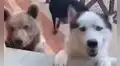 Perritos regresan a casa después de su paseo y sorprenden a su dueña con un ‘nuevo amigo’ 