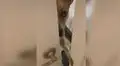 Mujer entra a su cuarto para vigilar a su perro, pero este le cierra la puerta en la cara