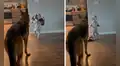 Bebé se queda junto con un perro y este demuestra ser un niñero muy responsable