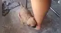 Cachorro se duerme en la pierna de su dueña y protagoniza encantadora escena