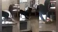 Perrito intenta jugar con su ‘amigo’ felino, pero este se aferra a una silla para evitarlo