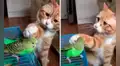 Gato y loro se convierten en ‘amigos inseparables’ y escena conmueve a miles
