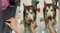 Perrito disfruta de golosinas invisibles que su dueña finge darle con sus manos