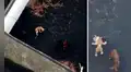 Dramático momento en La Palma: drones alimentan a perros rodeados por la lava del volcán