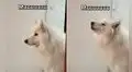 Tierno perrito imita el sonido que hacen las vacas y su video se vuelve viral en redes