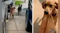 Perro se encarga de hacer las compras de su dueña y le lleva las bolsas con el hocico  