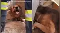 Bomberos logran rescatar a un travieso perro que quedó atrapado en una puerta metálica