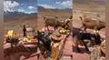 Joven intenta grabar su día de camping, pero traviesas cabras arruinan su video
