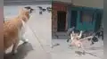 Felino se convierte en el ‘gato volador’ al tratar de ‘espantar’ a un grupo de palomas