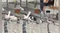 Gatito callejero disfruta de los masajes que un hombre le da con el cepillo de una escoba
