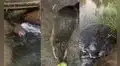 Encantador castor besa la pierna de la persona que graba y luego se va a nadar