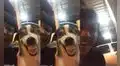 Perrito que imitaba graciosa sonrisa de hombre tuvo inesperada reacción