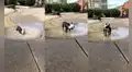 Adorable perrito disfruta del agua de una fuente ubicada en un parque para caninos