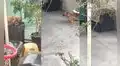 Perrito decide volver a su hogar después de que su dueño recriminara su comportamiento
