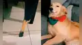 Joven descubre que su perro mordió las sillas y este cautiva con su comportamiento