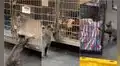Gatita que acaricia a todos los pacientes de hospital de animales enternece las redes