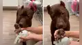 Perrita olfatea y lame a su bebé canino la primera vez que lo ve y enternece las redes