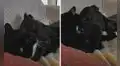Perro y gato comparten emotivo momento juntos mientras su dueña no está en casa