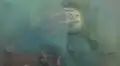 Buceador se sumerge en el fondo del mar y enorme tortuga aparece en el interior