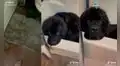 Mujer no encuentra a su tierno perro y lo descubre descansando en la ducha