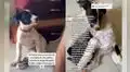 Perrito herido muestra divertido comportamiento cuando le preguntan quién lo lastimó
