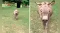 Burrito se emociona al reencontrarse después de tiempo con joven que lo cuidó de pequeño 